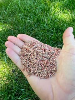 Aeration & Seeding