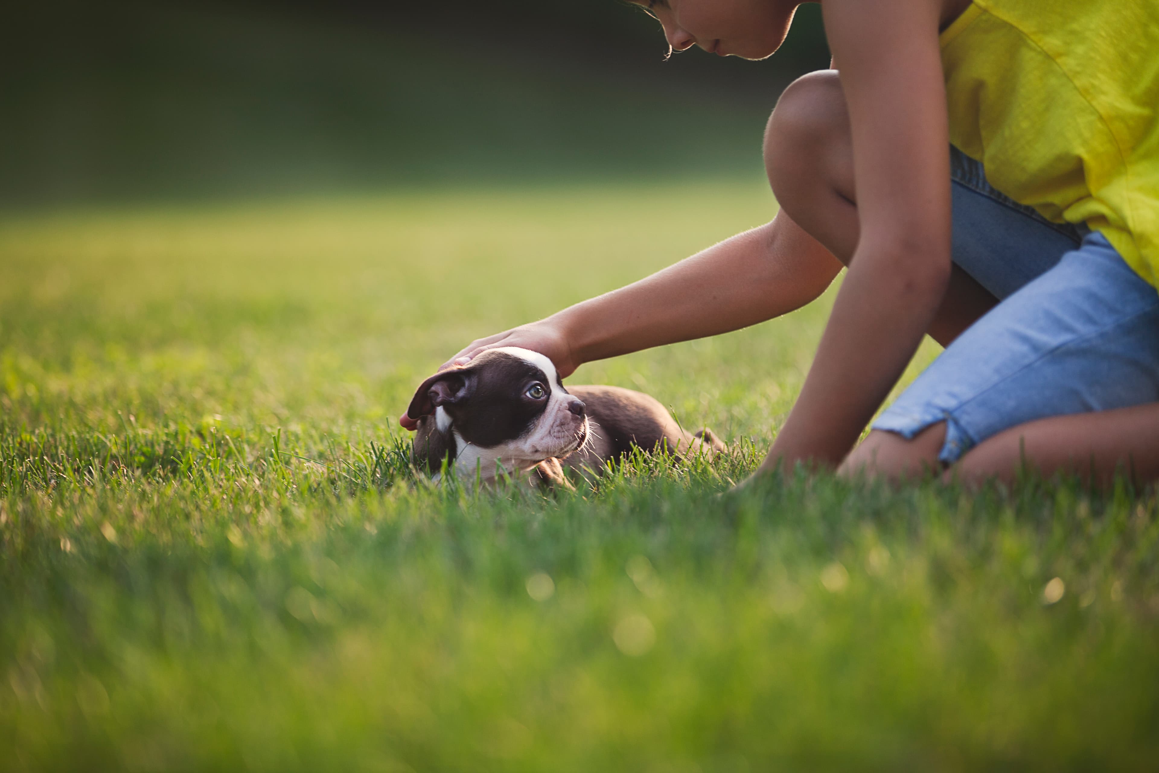 Professional lawn care services in Richmond, VA